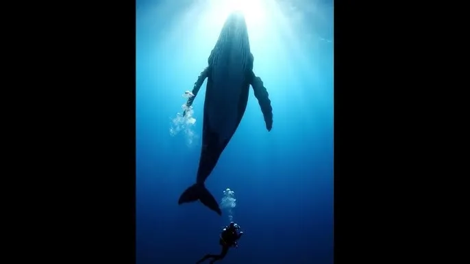 叛逆者电视剧在线观看 - 深蓝星球：探索海洋深处的未知世界